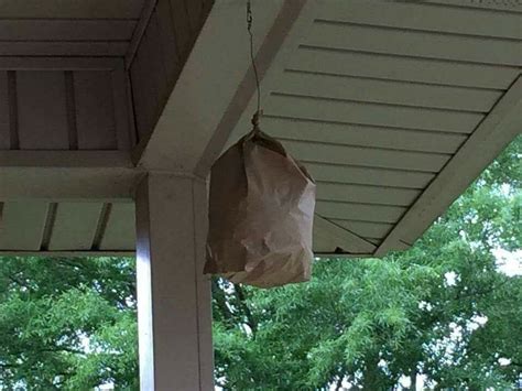 plastic bag fake hornet's nest carpenter bees|carpenter bee bag.